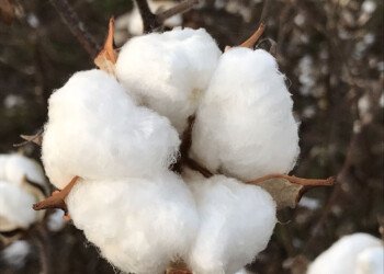 Los beneficios del cubrebocas de algodón en la nueva normalidad