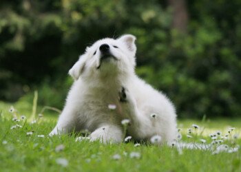 Durante el verano las mascotas son más susceptibles de adquirir pulgas y garrapatas