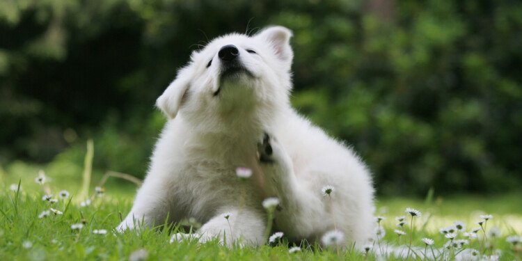 Durante el verano las mascotas son más susceptibles de adquirir pulgas y garrapatas