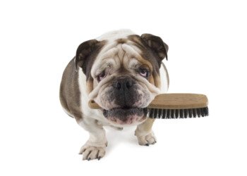 Tips Gelipet para el bienestar de tu perro y de tu bolsillo