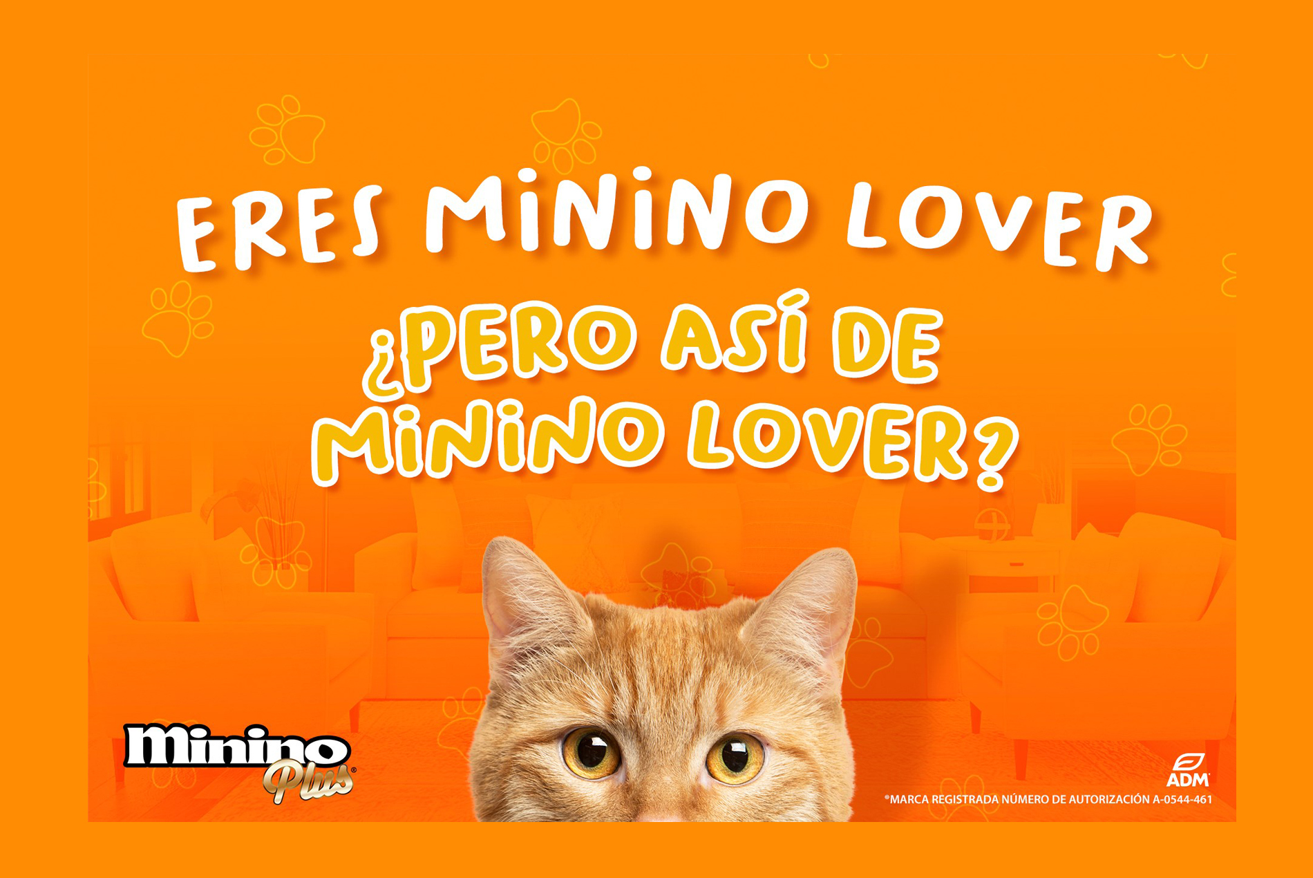 Cómo celebrar a tu minino en su cumpleaños