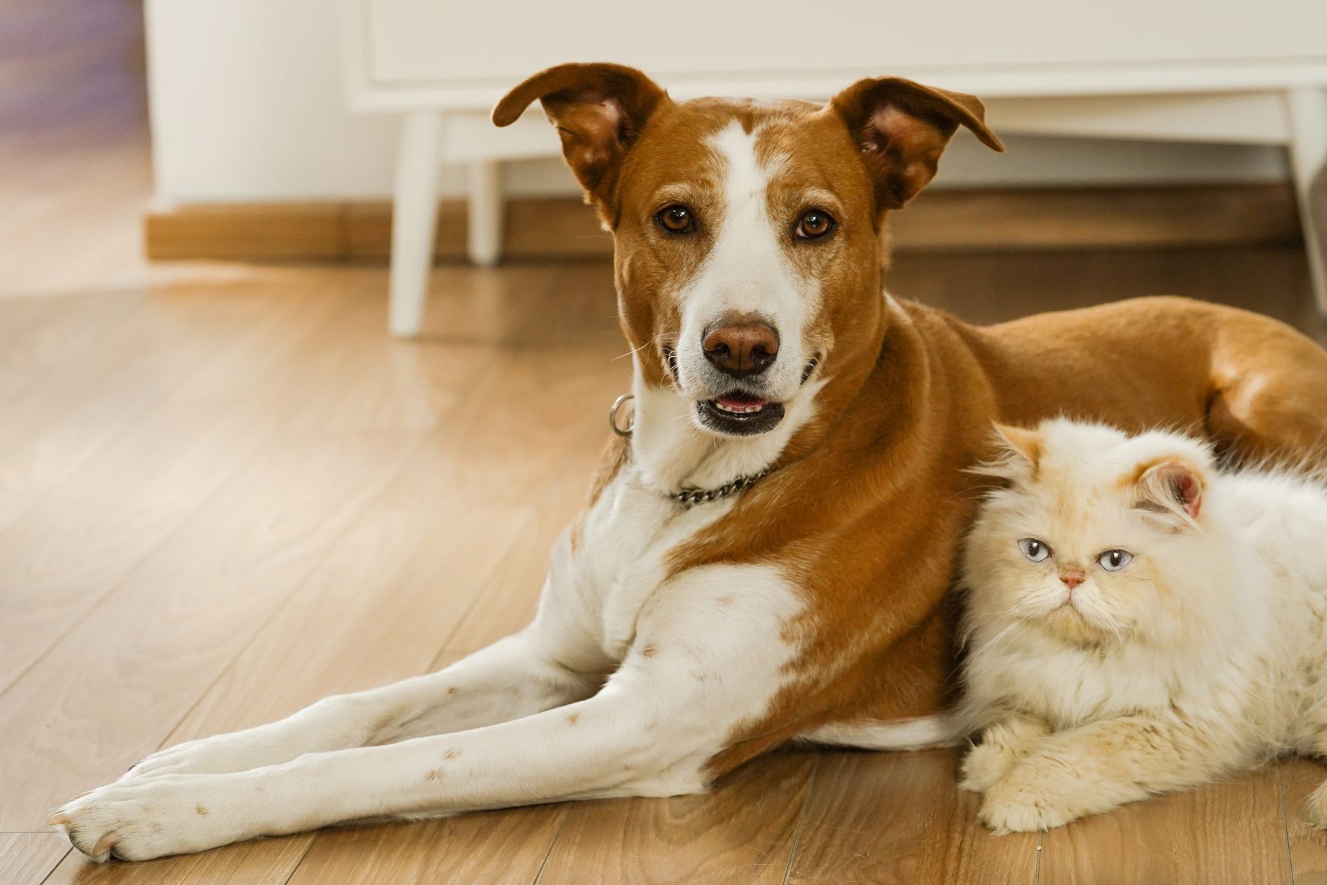Movimiento Calletana®: tres razones para adoptar un lomito o un michi