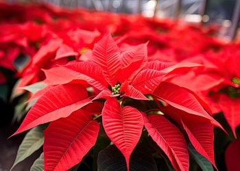 Videomapping anuncian en el marco del Festival Nuestra Nochebuena en Morelos