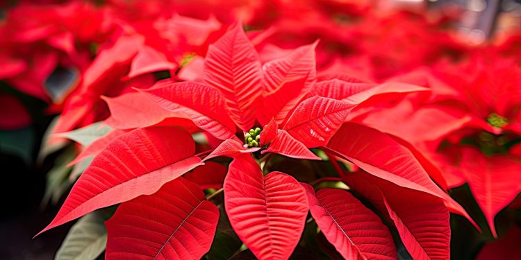 Videomapping anuncian en el marco del Festival Nuestra Nochebuena en Morelos