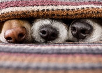 Prevé enfermedades respiratorias este invierno y protege a tus mascotas del frío