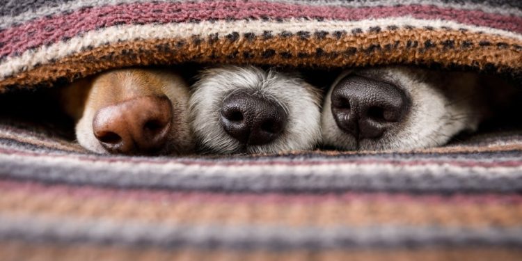 Prevé enfermedades respiratorias este invierno y protege a tus mascotas del frío