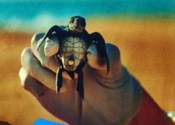 Las tortugas marinas también necesitan protección del sol: Banana Boat crea Nest Domes en México para protegerlas del calor extremo