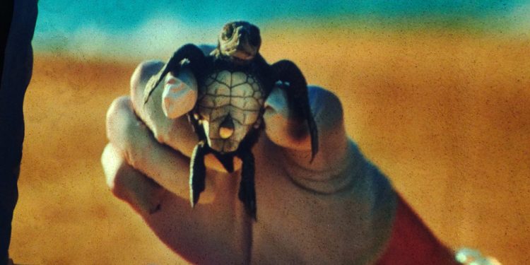 Las tortugas marinas también necesitan protección del sol: Banana Boat crea Nest Domes en México para protegerlas del calor extremo