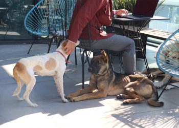 ¡Adopta, comparte y transforma más de una vida con WeWork, Petco y Lideratto!