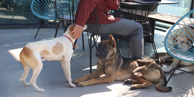 ¡Adopta, comparte y transforma más de una vida con WeWork, Petco y Lideratto!