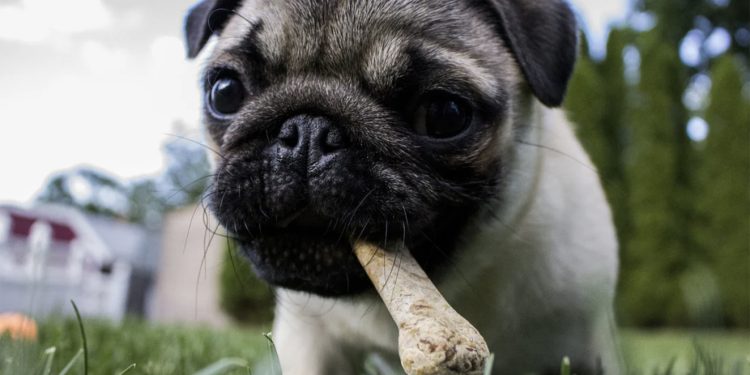 Guía esencial para la crianza responsable de un perro