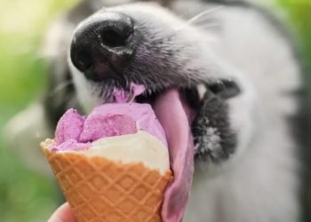 ¿Le das botanas a tu perro? Descubre 3 razones por las que deberías pensarlo dos veces