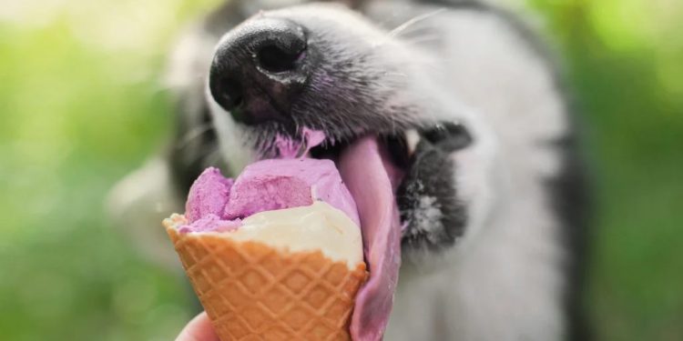 ¿Le das botanas a tu perro? Descubre 3 razones por las que deberías pensarlo dos veces