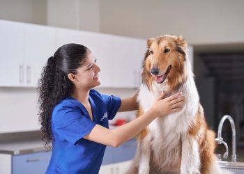 Seis razones por las cuales esterilizar a tu mascota es una gran idea