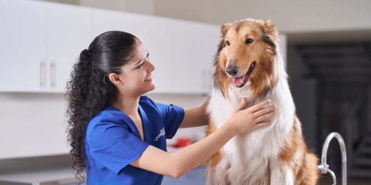 Seis razones por las cuales esterilizar a tu mascota es una gran idea