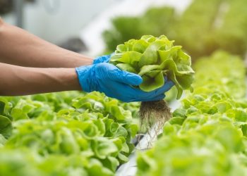 Presentan Recetario Anual EVA-CESSA 2025