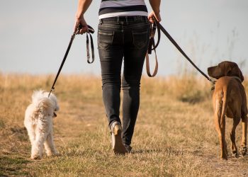Descubre cómo las caminatas contribuyen al bienestar integral de tu mascota, previniendo enfermedades como la diabetes o problemas neurodegenerativos