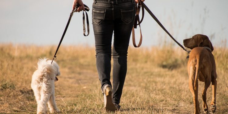 Descubre cómo las caminatas contribuyen al bienestar integral de tu mascota, previniendo enfermedades como la diabetes o problemas neurodegenerativos