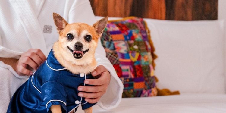 Nueva experiencia VIP (Very Important Pets) en Mar del Cabo