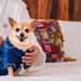 Nueva experiencia VIP (Very Important Pets) en Mar del Cabo