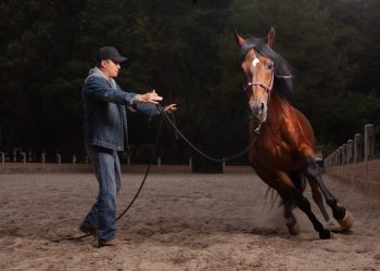 Doma Natural: Una práctica de paciencia y armonía donde no se emplea ningún castigo