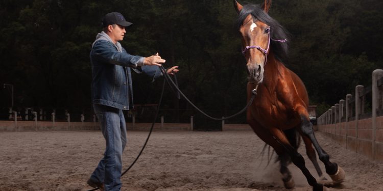 Doma Natural: Una práctica de paciencia y armonía donde no se emplea ningún castigo