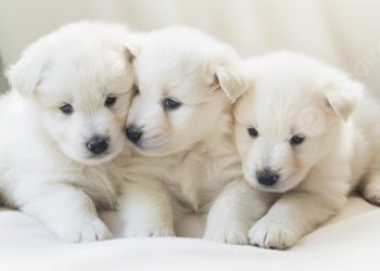 ¿A qué edad debo vacunar y desparasitar a mi cachorro por primera vez?