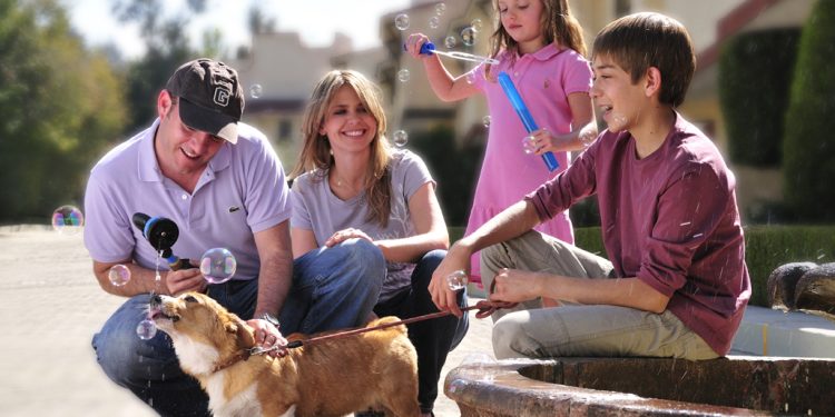 Compañeros de viaje: Disfrutar la carretera con tu perro