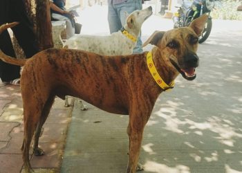 Cinco motivos para ser amigo de un perro sin raza