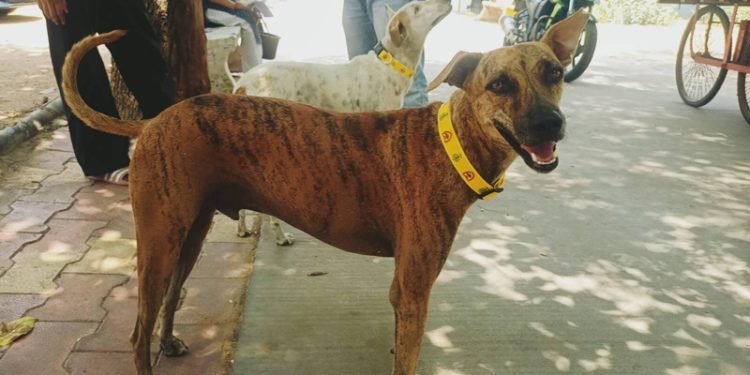 Cinco motivos para ser amigo de un perro sin raza