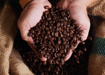 Del cafeto a tu taza: El fascinante viaje de un aroma que enamora