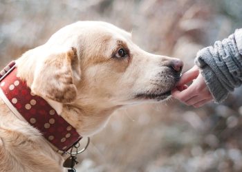No todos los perros son «pet friendly»: Conoce las razones y cómo ayudarte