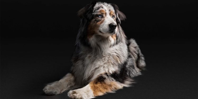 ¿Cómo prolongar la expectativa y calidad de vida de mi perro?