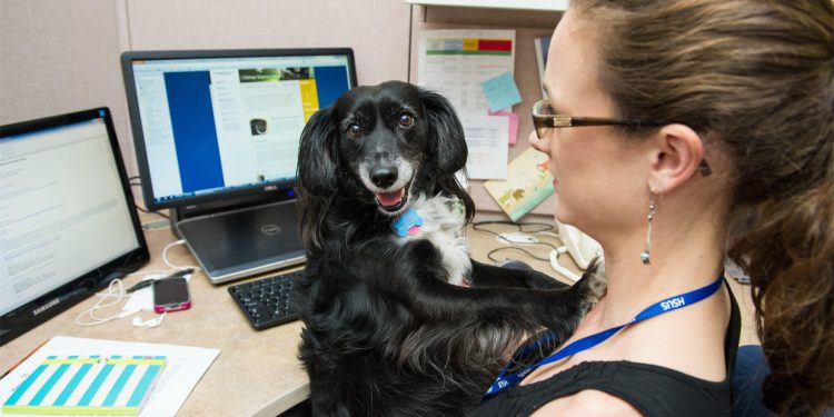 Lleva a tu perro al trabajo: Consejos para una experiencia positiva