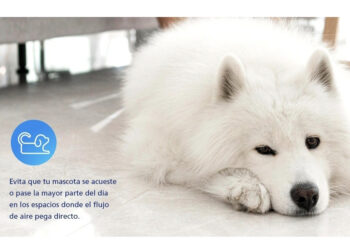 Un hogar más sano para tu mejor amigo: Daikin revela la importancia de la calidad del aire para las mascotas