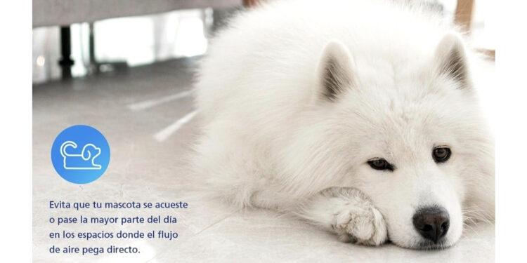 Un hogar más sano para tu mejor amigo: Daikin revela la importancia de la calidad del aire para las mascotas