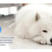 Un hogar más sano para tu mejor amigo: Daikin revela la importancia de la calidad del aire para las mascotas