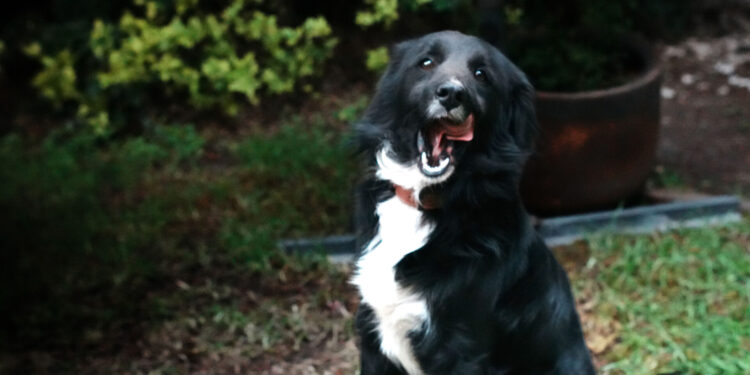 Bye Bye Friend conmemora el Día Mundial del Perro con alianza enfocada en adopción responsable
