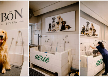 Apapacho real: ¡Aerie celebra el Día del Perro contigo!