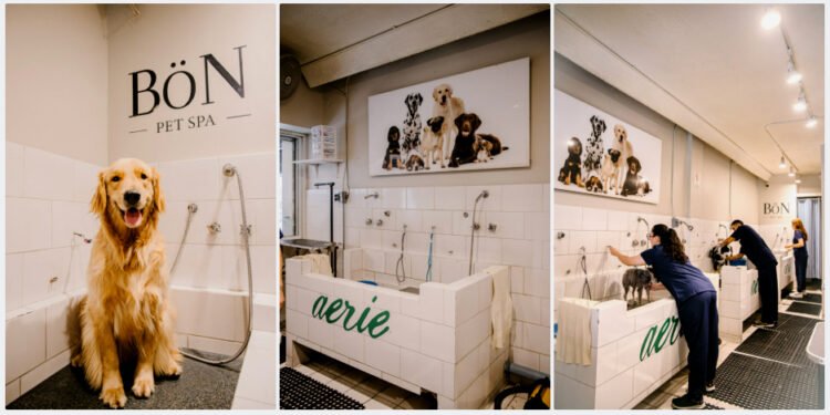 Apapacho real: ¡Aerie celebra el Día del Perro contigo!