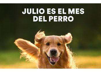 Día Mundial del Perro, un llamado a la adopción responsable en México