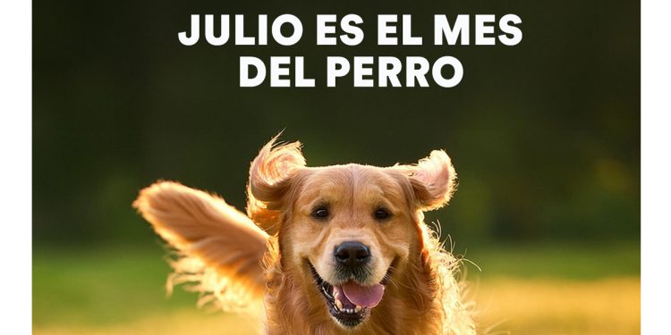 Día Mundial del Perro, un llamado a la adopción responsable en México