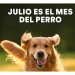 Día Mundial del Perro, un llamado a la adopción responsable en México