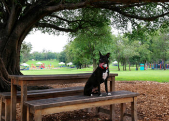 Guadalajara un destino pet friendly: Recomendaciones de lugares para disfrutar con tu mascota