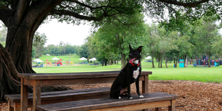 Guadalajara un destino pet friendly: Recomendaciones de lugares para disfrutar con tu mascota