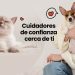 Vacaciones peludas: 8 beneficios de una guardería u hospedaje para tu mascota
