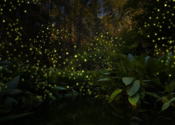 Vive la magia de las luciérnagas en Puebla: Un destello natural en el corazón de la sierra