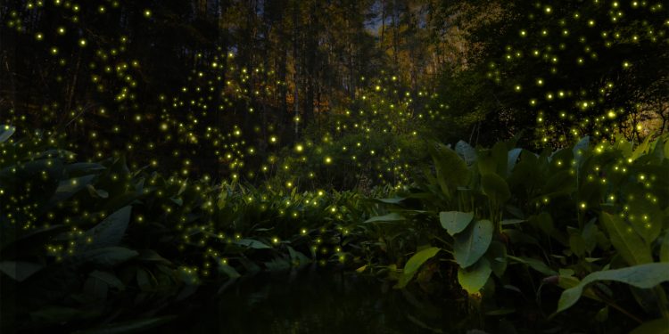 Vive la magia de las luciérnagas en Puebla: Un destello natural en el corazón de la sierra