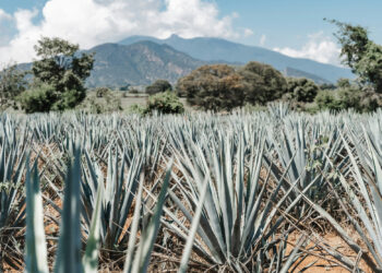 Día Nacional del Tequila