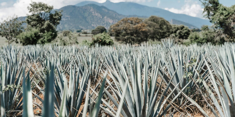 Día Nacional del Tequila